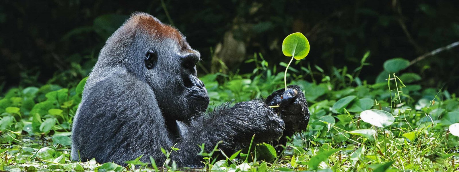 3 Day Uganda Gorilla Trekking Tour